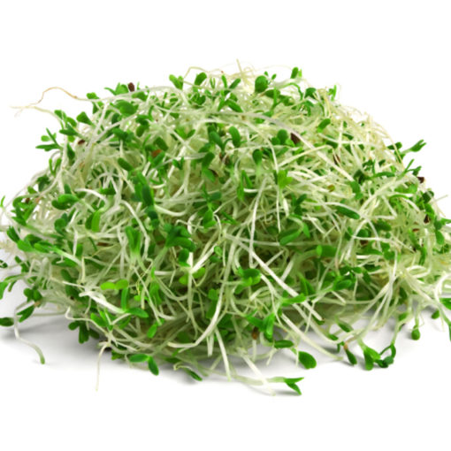milk booster alfalfa sprout