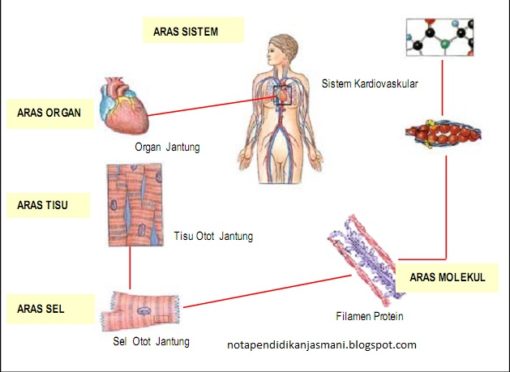 kesihatan dna dan sel badan