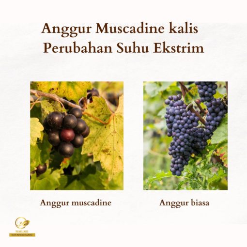 ciri anggur muscadine dan manfaat kesihatan