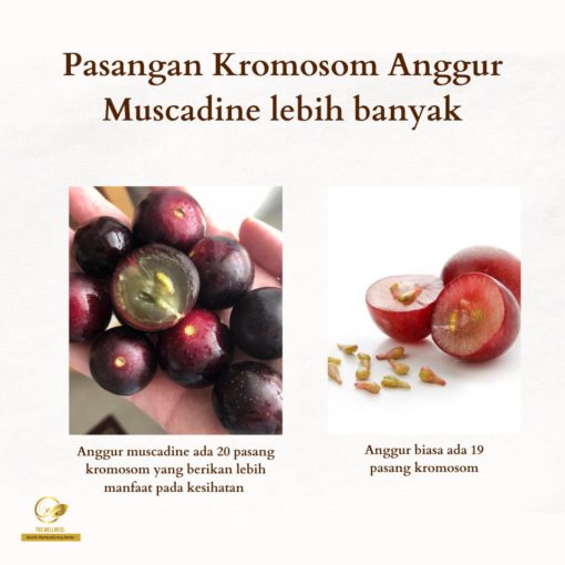 polifenol anggur muscadine