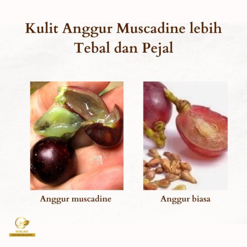 vitamin shaklee cegah kanser