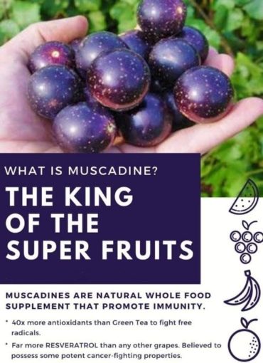 anggur muscadine untuk cegah kanser