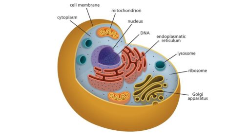 insulin resistance