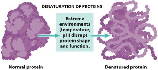 protein shaklee protein shaklee bancuh air panas