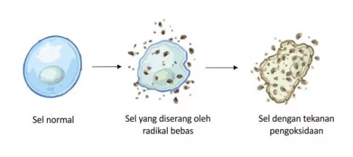 sel badan radikal bebas