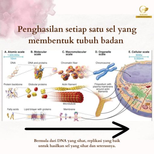 sel badan manusia dari dna