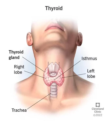 hormon tiroid terlebih
