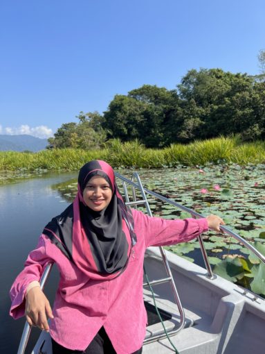 teratai layu di tasik raban bunga teratai tasik raban