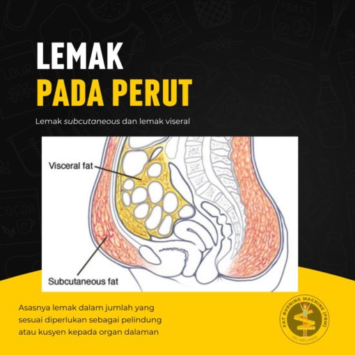 jenis lemak perut