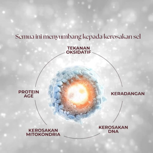 antioxidant untuk kecutkan cyst antioxidant shaklee vivix