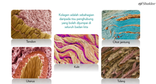 kelebihan collagen shaklee shaklee collagen plus powder review