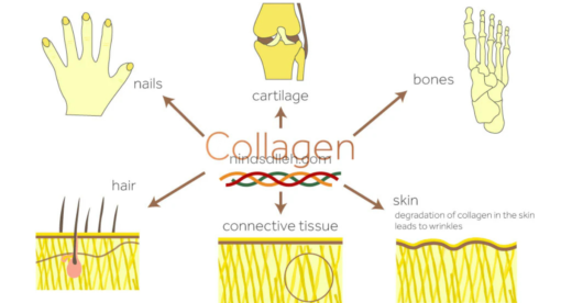 kebaikan collagen untuk tubuh collagen powder shaklee