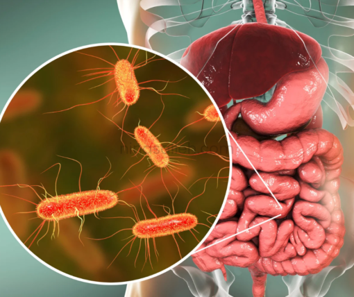 cara minum probiotik shaklee bakteria baik dalam usus