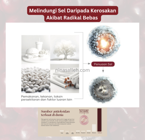 antoioksidan untuk kesihatan
