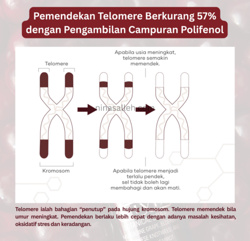 telomere shorten