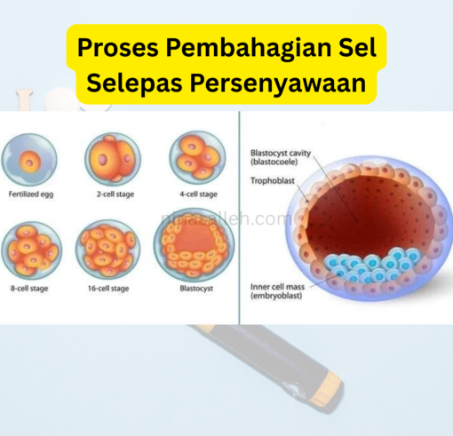 vitamin untuk ivf