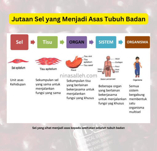 sel sebagai unit asas hidupan