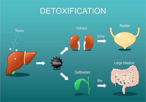 detox organ hati cara buang hati berlemak