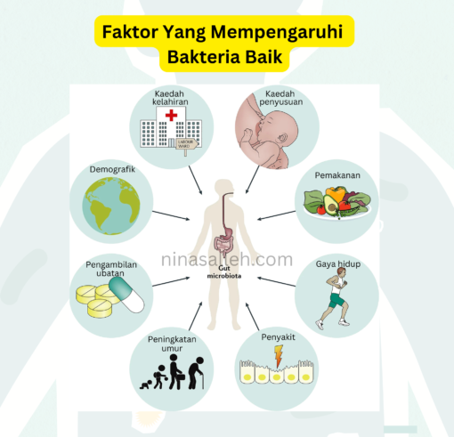faktor probiotik probiotik untuk sistem imun