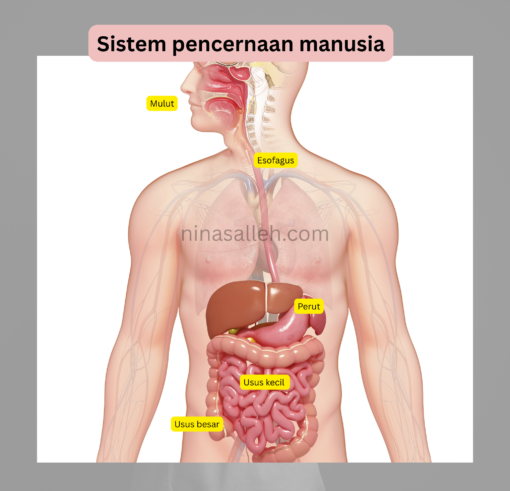 cara baiki usus organ pencernaan manusia