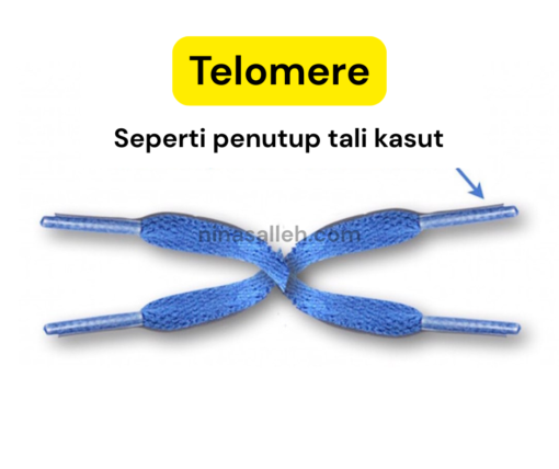 telomere study
