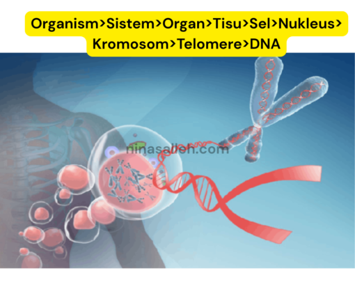 telomere study