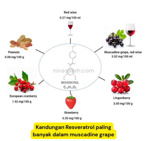 resveratrol untuk kesihatan sumber resveratrol