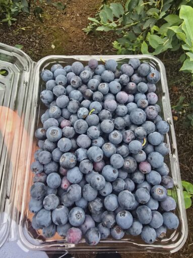 hasil kutipan dibawa balik blueberry picking